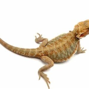 citrus bearded dragon
