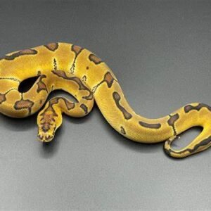 clown ball python