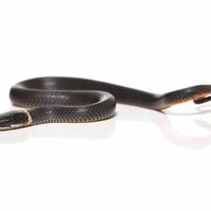 diadophis punctatus for sale