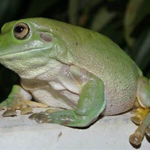 dumpy frogs