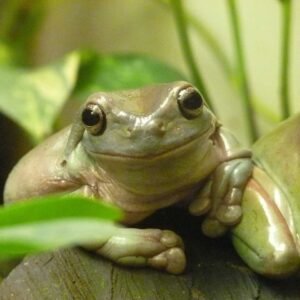 dumpy tree frog