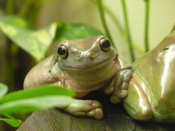 dumpy tree frog