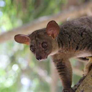 galago for sale