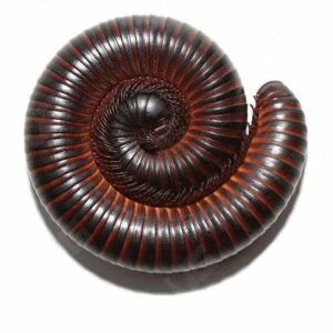 giant african millipede for sale