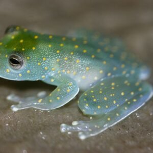 glass frog