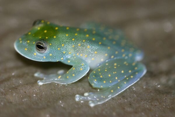 glass frog