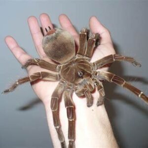 goliath birdeater for sale