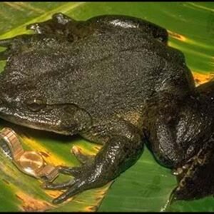 goliath frog for sale​