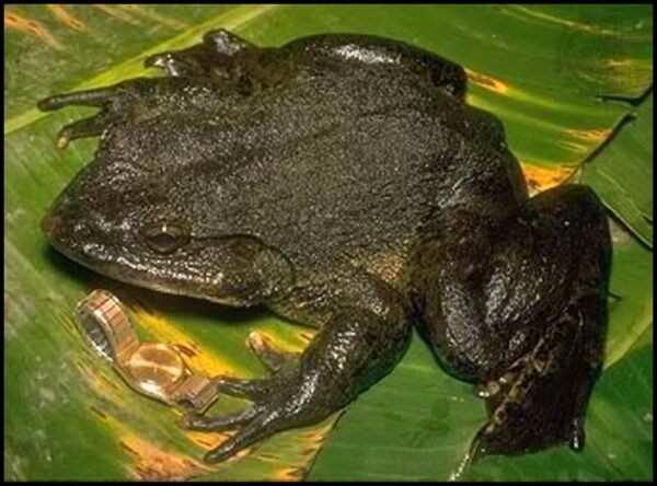 goliath frog for sale​