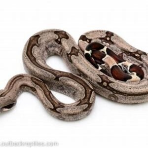 guyana red tailed boa