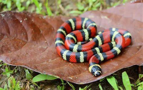 honduran milk snake​