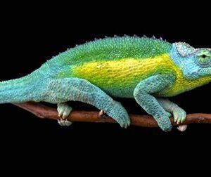 jacksons chameleons