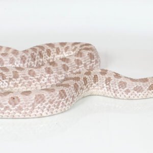 lavender hognose snake