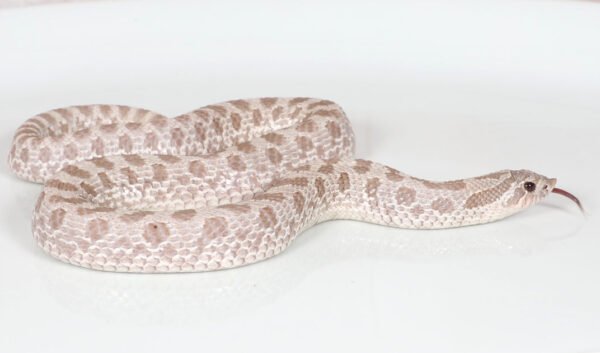 lavender hognose snake
