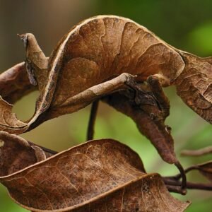leaf tailed gecko