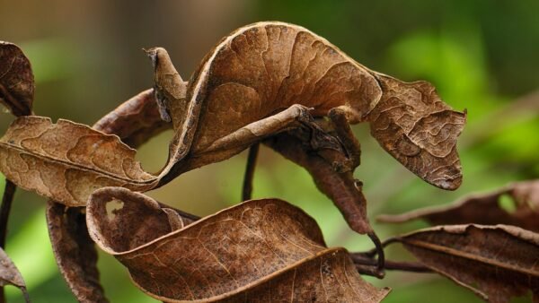 leaf tailed gecko
