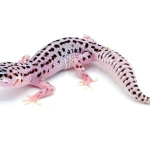 mack snow leopard gecko​