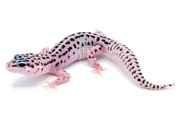 mack snow leopard gecko​