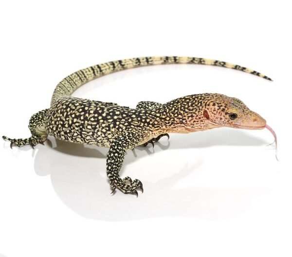 mangrove monitor