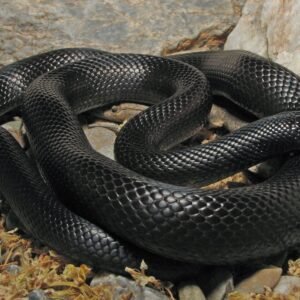 mexican black kingsnake