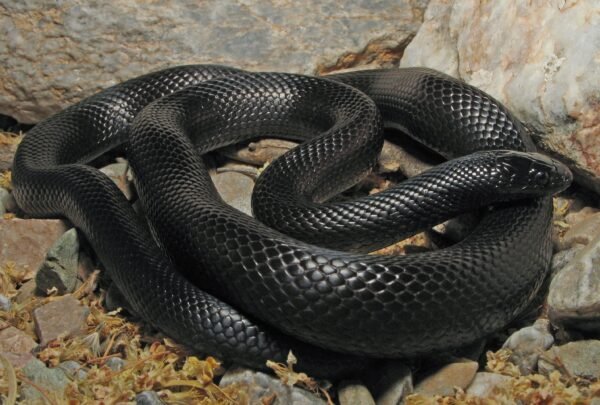 mexican black kingsnake