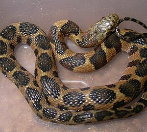 midland water snake