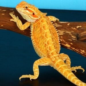 orange bearded dragon