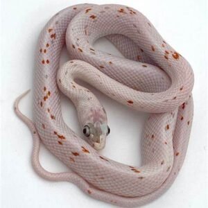 palmetto corn snake