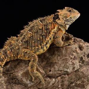 phrynosoma for sale