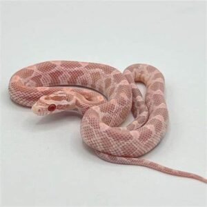 pink corn snake