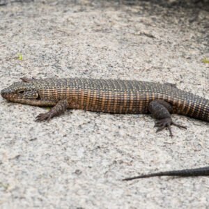 plated lizard