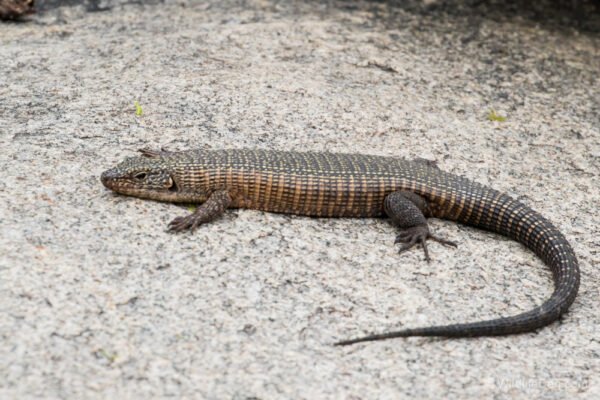 plated lizard