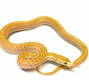 pure zambian green african house snake