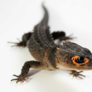 red eyed crocodile skink