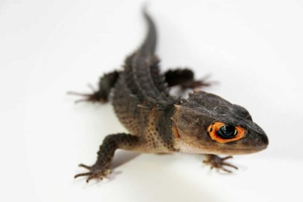 red eyed crocodile skink