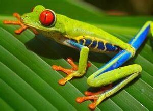 red eyed tree frog