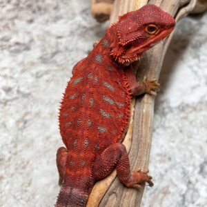 red morph bearded dragon​