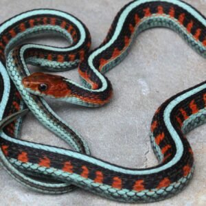 red sided garter snake​