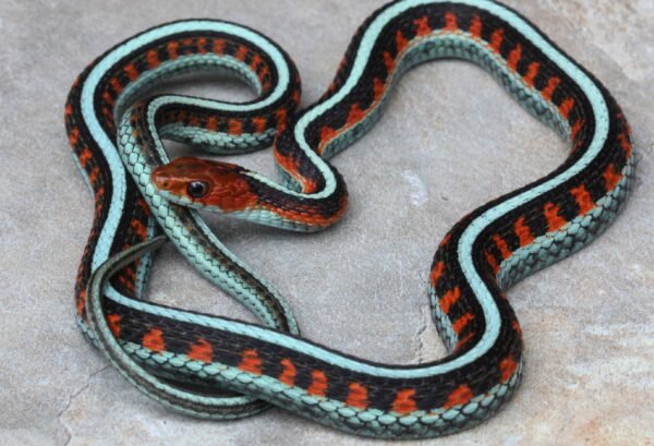 red sided garter snake​