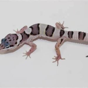 snow leopard gecko​