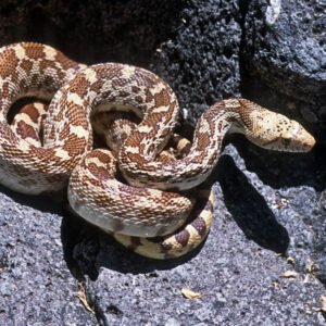 sonoran gopher snake​