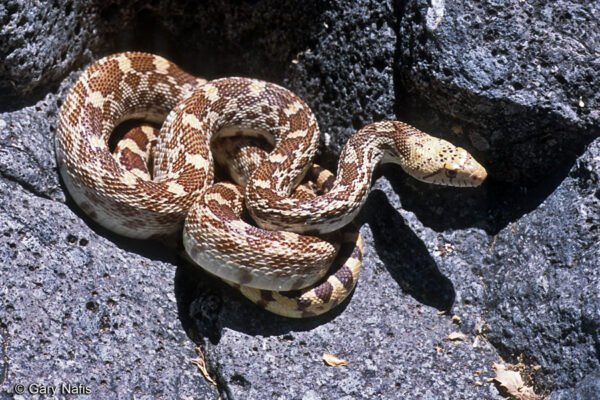sonoran gopher snake​