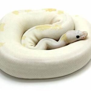 super fire ball python