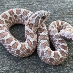 western hognose snake