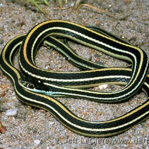 western ribbon snake
