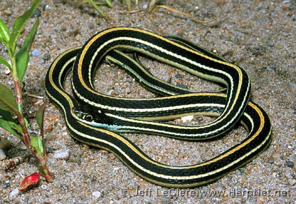 western ribbon snake