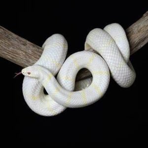 white king snake