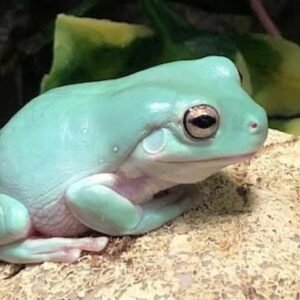 whites tree frog for sale