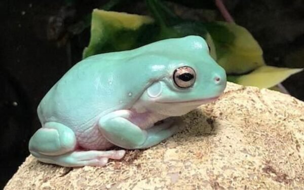 whites tree frog for sale