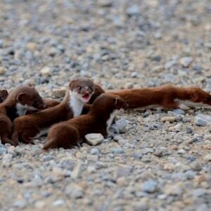 Baby Least Weasel for sale